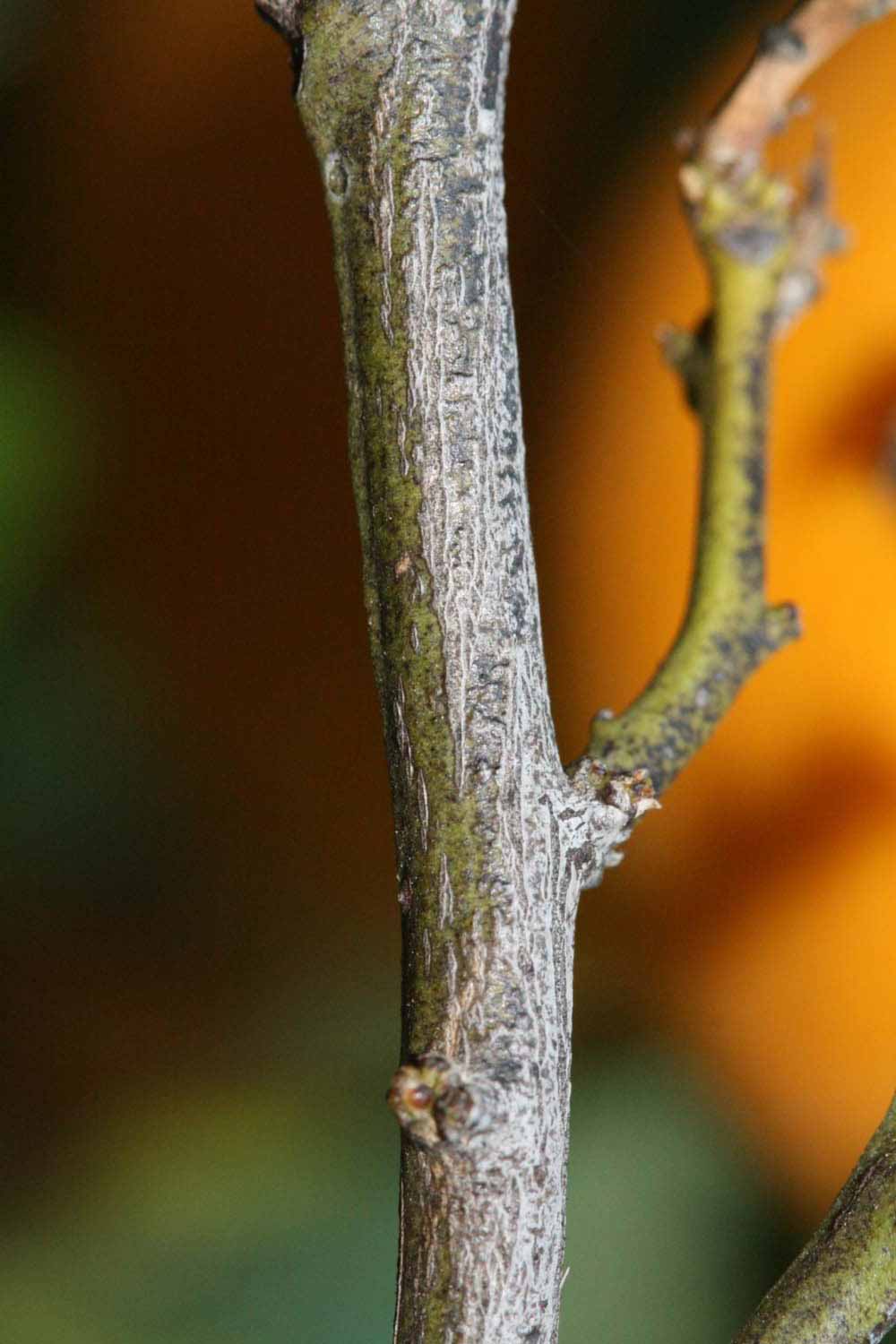              Second - third year twig (Riverside, CA)       